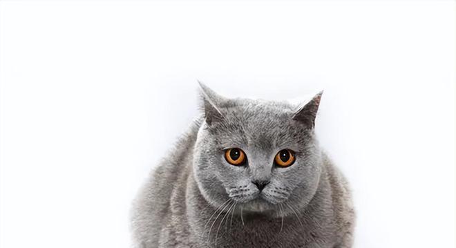 小猫眼睛的魅力——蓝灰色（探寻蓝灰色眼睛背后的秘密，揭开小猫眼睛的神秘面纱）