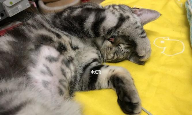 如何帮助宠物小猫摆脱拉稀问题？（了解拉稀的原因及有效的治疗方法，让小猫恢复健康）