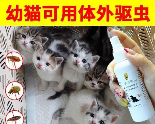 小猫有虱子怎么办（解决小猫虱子问题的正确方法）