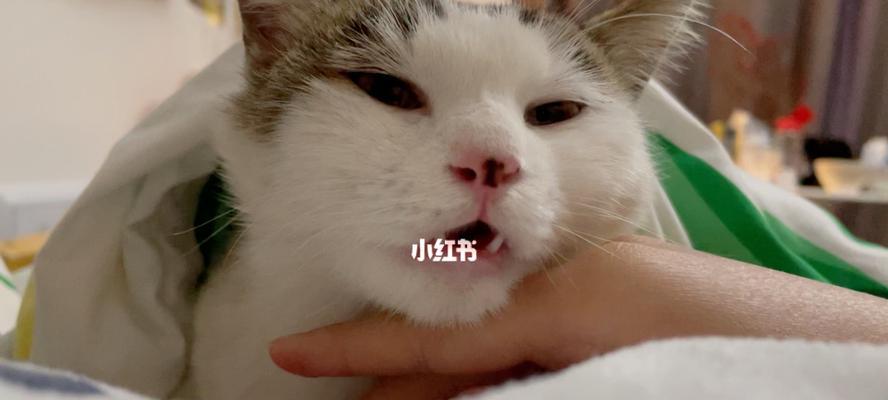 宠物猫出现呼吸困难和腹部问题的应对方法（宠物猫出现呼吸困难和腹部问题的应对方法）