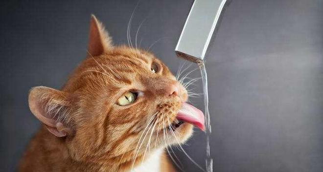 小猫为什么总是不停喝水？（揭开小猫喝水的神秘面纱，让你更好的照顾它们）