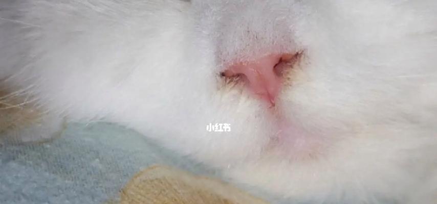 小猫咪为什么尿液黄黄，鼻子也黄黄？（探究小猫咪健康的重要性及如何预防疾病）