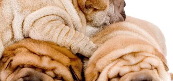 揭秘狗狗喜欢睡觉的原因（为何一个多月的小狗总是睡不够？）