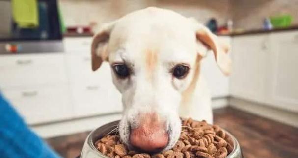 幼犬何时可以开始吃狗粮？（从幼犬到成犬，宠物狗的饮食需求与注意事项）