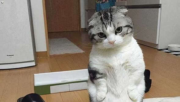 探究折耳猫咪尾巴短的原因（探寻折耳猫咪尾巴僵硬的内在原因）