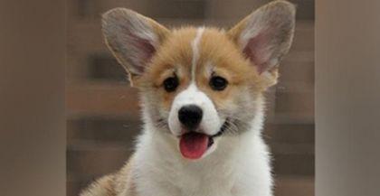 如何开设一家犬舍——投资成本与注册费用详解（打造宠物界的领先品牌，一步步实现犬舍梦想）
