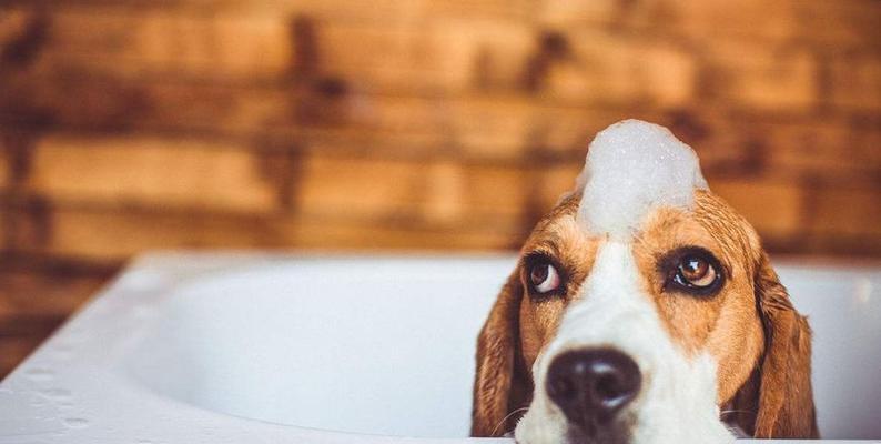 如何在家为宠物狗狗洗澡？（选择适合狗狗的洗澡用品，让洗澡变得轻松愉快）
