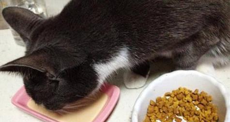 小猫拉肚子的原因和处理方法（宠物健康需谨慎，小猫腹泻的应对方式）