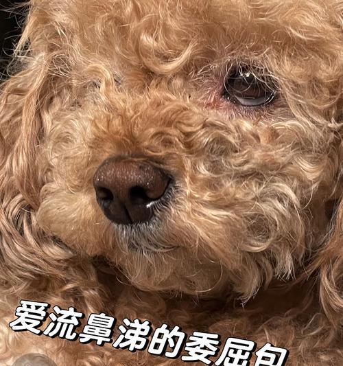 狗狗吐流鼻涕怎么办？吃什么药好得快？（宠物医疗必备知识，让你的狗狗快速康复）