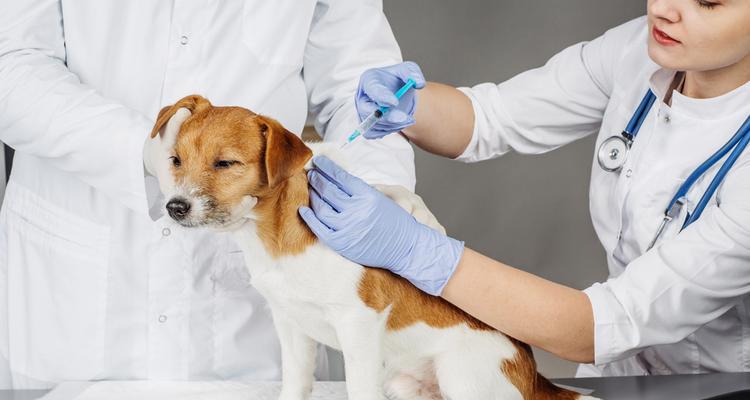 宠物主人必看！如何解决忘记狗狗疫苗时间的问题（避免不必要的风险，关注狗狗的健康）