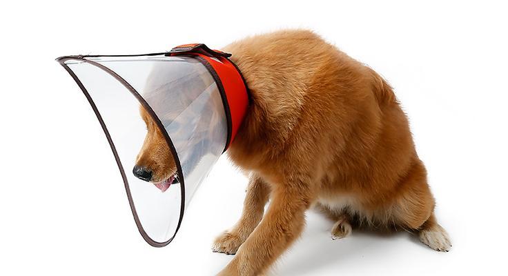 宠物狗狗专用氧气面罩——呵护你的爱宠健康（宠物界的救命稻草，氧气面罩让你的狗狗远离呼吸困难）