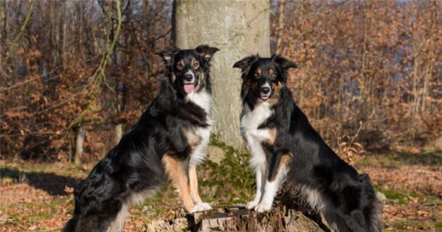 英国牧羊犬智商高吗？（探究英国牧羊犬的智商水平，深入了解其性格和行为特点）