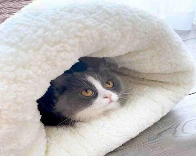 如何让宠物小猫在冬天温暖度过（给小猫穿衣保暖法）