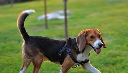 如何训练比格犬趴下（以宠物为主，从基础开始，让你的比格犬学会趴下）