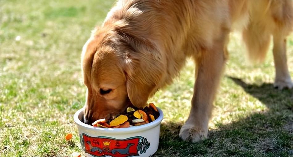 如何正确喂养你的宠物狗（掌握正确的喂食技巧，让宠物狗健康成长）