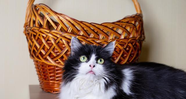 土耳其安哥拉猫的全面饲养指南（如何照顾这种又聪明又活泼的猫？）