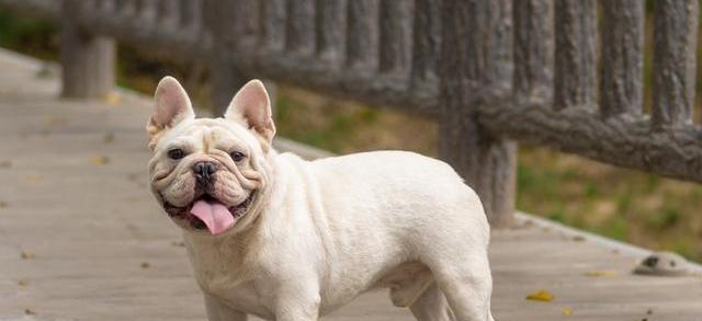 如何让你的法国斗牛犬在家自足？（宠物的健康与快乐之道）