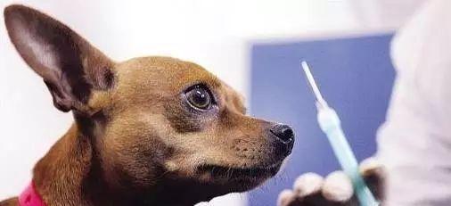 保护宠物健康，从犬瘟热开始（保护宠物健康，从犬瘟热开始）