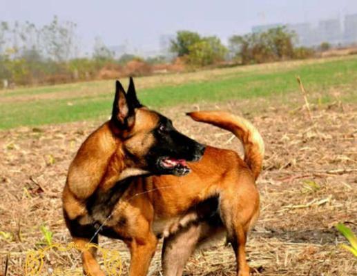 如何科学饲养中国马犬（让你的中国马犬健康快乐成长）