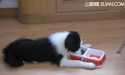 边牧狗能吃猫粮吗？（宠物饮食需要谨慎，以免影响健康）