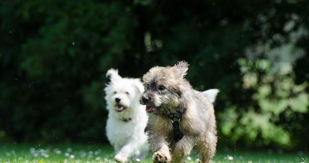 让宠物狗狗喜欢上跑步的秘诀（培养宠物狗狗跑步习惯，让它更健康快乐）