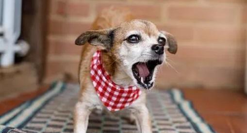 让你的宠物狗不再无理叫喊，只需这些方法！（如何训练狗狗不叫和叫，帮助你的毛球成为更好的伴侣！）