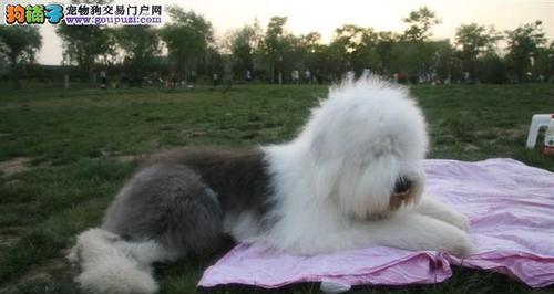 饲养古代牧羊犬的注意事项（以宠物为主，打造忠诚的伙伴）