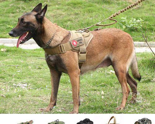 如何以杜宾犬为训练伙伴打造完美宠物？（以杜宾犬为训练对象的养成要点、训练方法及注意事项）