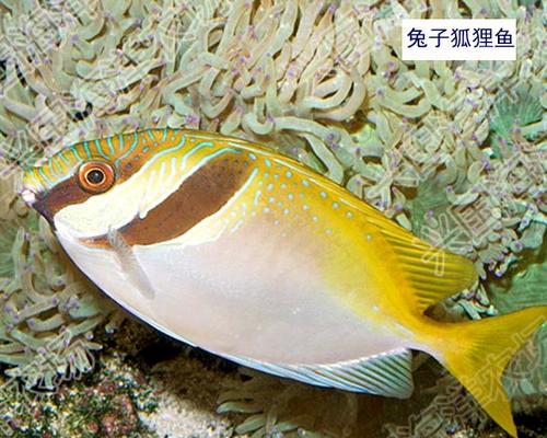 白兔鱼的饲养方法（饲养白兔鱼的注意事项及养护技巧）