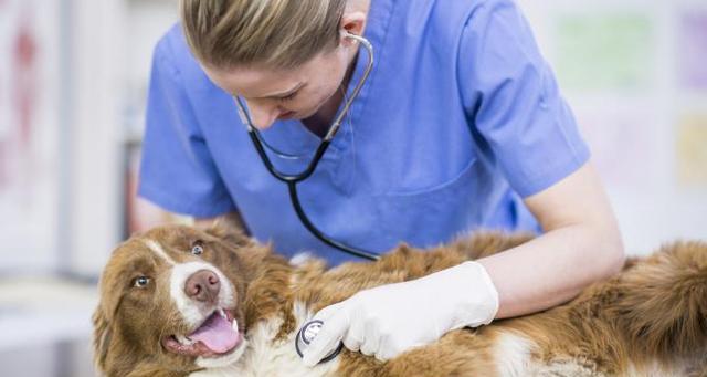 如何治疗犬窝咳？（宠物狗的症状、预防和治疗方法）