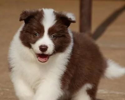 如何分辨边牧幼犬是否为纯种？（从外观、品种标准、血统等方面进行分析）