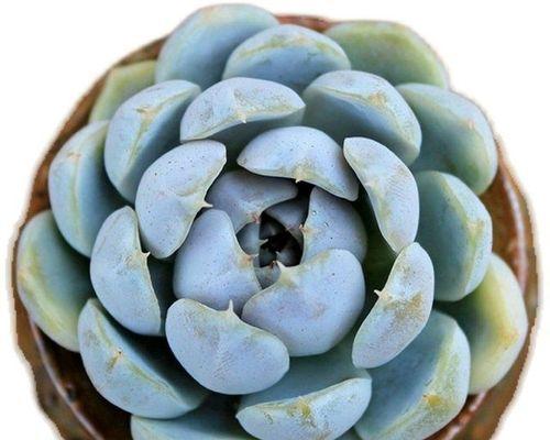 了解雪兔的饲养方法（打造一个健康快乐的小雪兔家庭）