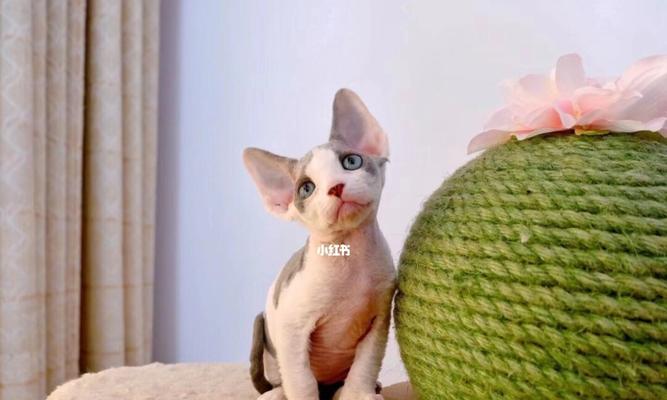 如何正确饲养德文卷毛猫（养猫人必看，详解德文卷毛猫的养育方法）