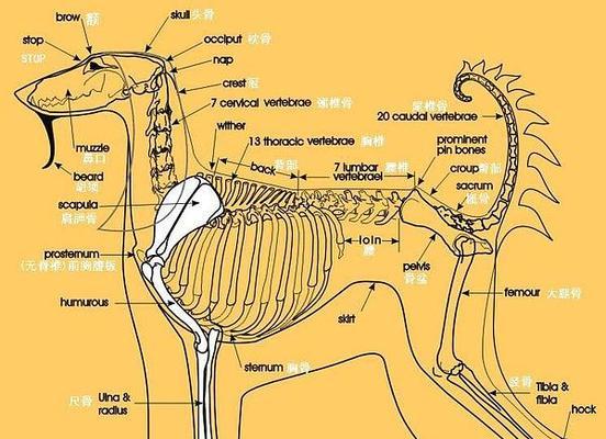 以黑褐猎浣熊犬为宠物的饲养方法（培养健康快乐的小伙伴）