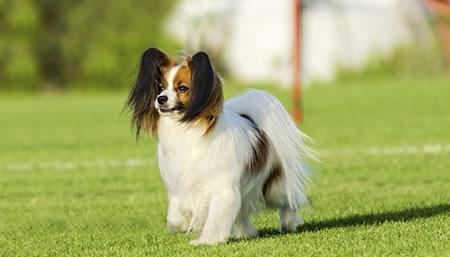 训练蝴蝶犬玩飞盘的技巧（从零开始，带你轻松训练蝴蝶犬成为飞盘高手）