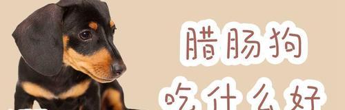 产后腊肠犬饮食指南（如何为你的宠物提供最健康的饮食？）