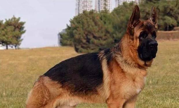 北京德国牧羊犬饲养须知（了解这些，让你成为理想的宠物主人！）