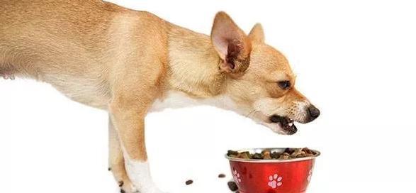 如何有效制止宠物狗护食？（15个实用方法帮你训练宠物狗不再护食）
