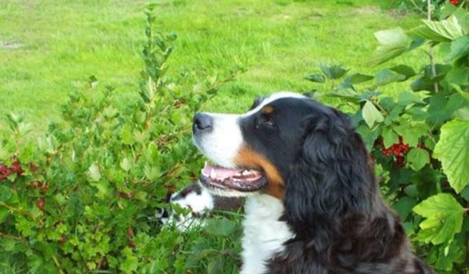 如何护理伯恩山犬的牙齿？（掌握这些方法，让您的宠物拥有健康的牙齿）