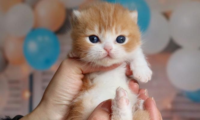 猫咪和婴儿，亲密无间的伙伴（以宠物为主，探究两者相似性）