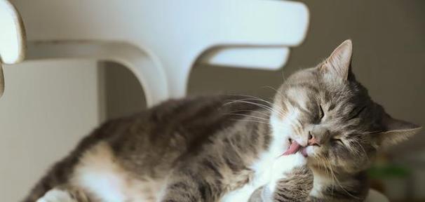 猫咪发烧？小心这些表现！（宠物疾病护理重要性一样不容忽视）
