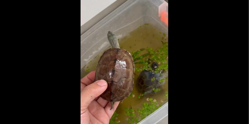 腊戍拟水龟的饲养方法（从饮食到环境，打造健康的水龟生活）
