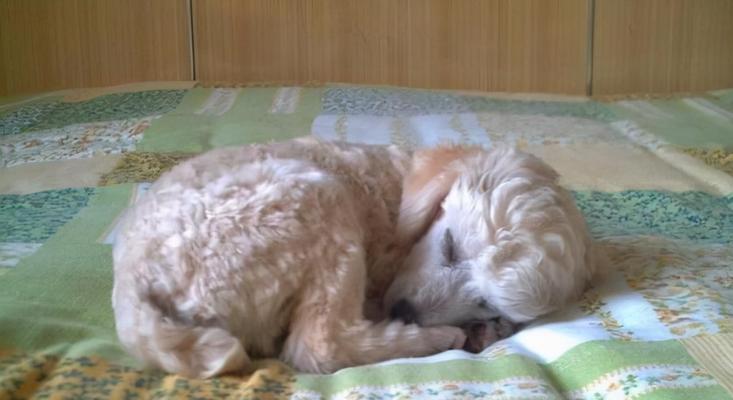 泰迪犬为什么一直发抖？（揭秘泰迪犬发抖原因及对策）