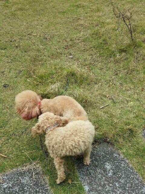 贵宾犬的配种年龄及注意事项（为您详解贵宾犬的配种时间、技巧和健康注意事项）