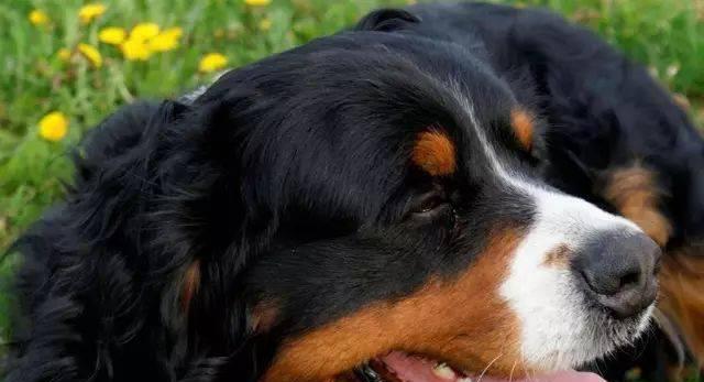 如何为你的伯恩山犬减肥（科学饮食和适当运动的指南，让你的宠物健康瘦身）