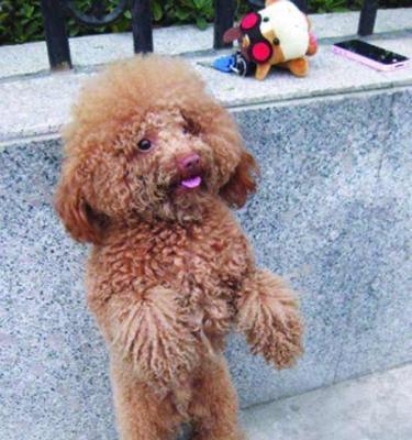 探究以泰迪犬的四种严格分级（从品种特征到血统衍生，探索泰迪犬的分级制度）