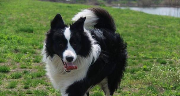 澳大利亚牧羊犬掉毛厉害怎么办？（宠物爱好者必读的掉毛解决方案）