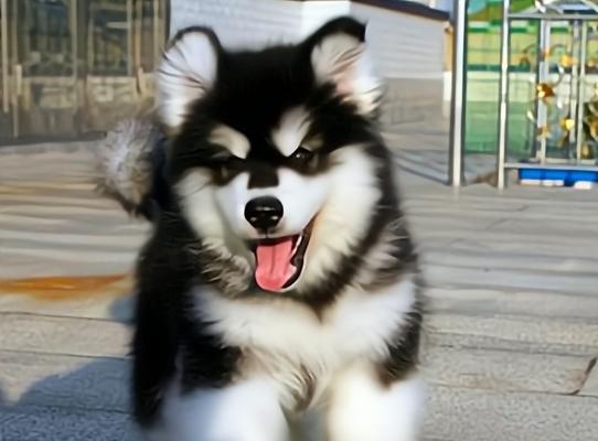 训练你的阿拉斯加幼犬成为优秀的宠物（掌握基础技能，养成好习惯，培养良好性格）