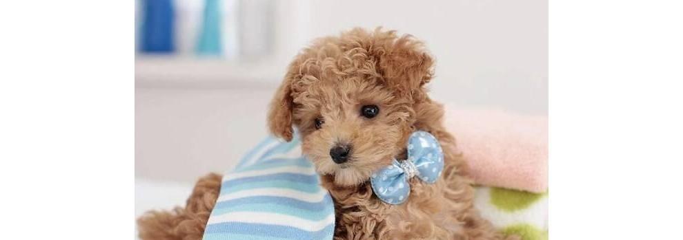 如何让泰迪犬记住它的名字？（有效的训练方法让你的宠物听从指令）