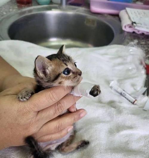 如何正确处理宠物小猫腿烂了或受伤了的情况（小猫腿部受伤怎么办？如何为小猫疗伤？如何防止小猫重伤？）